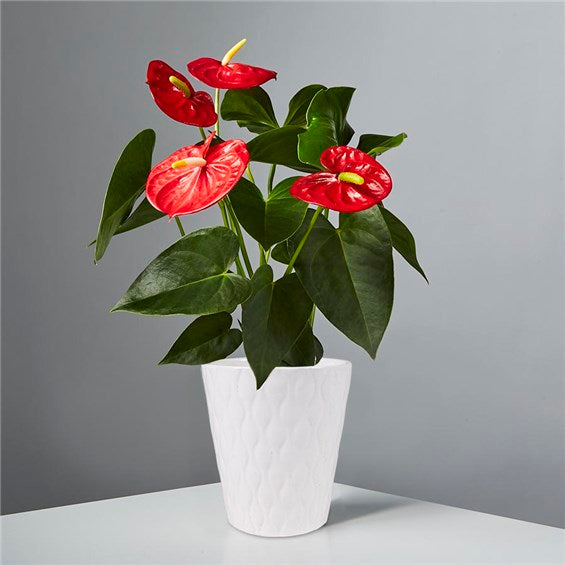 Anthurium Plant