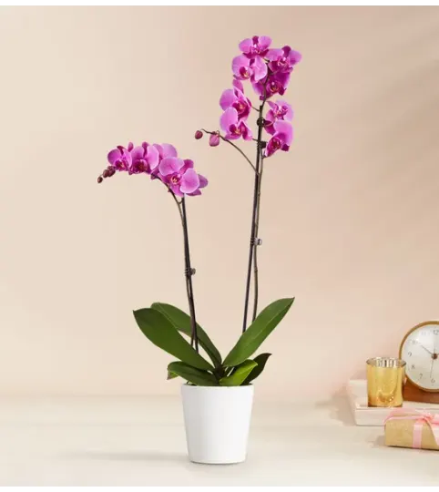 Purple Orchid 2Stems
