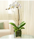 White Orchid 1Stem