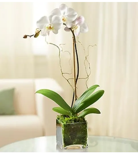 White Orchid 1Stem
