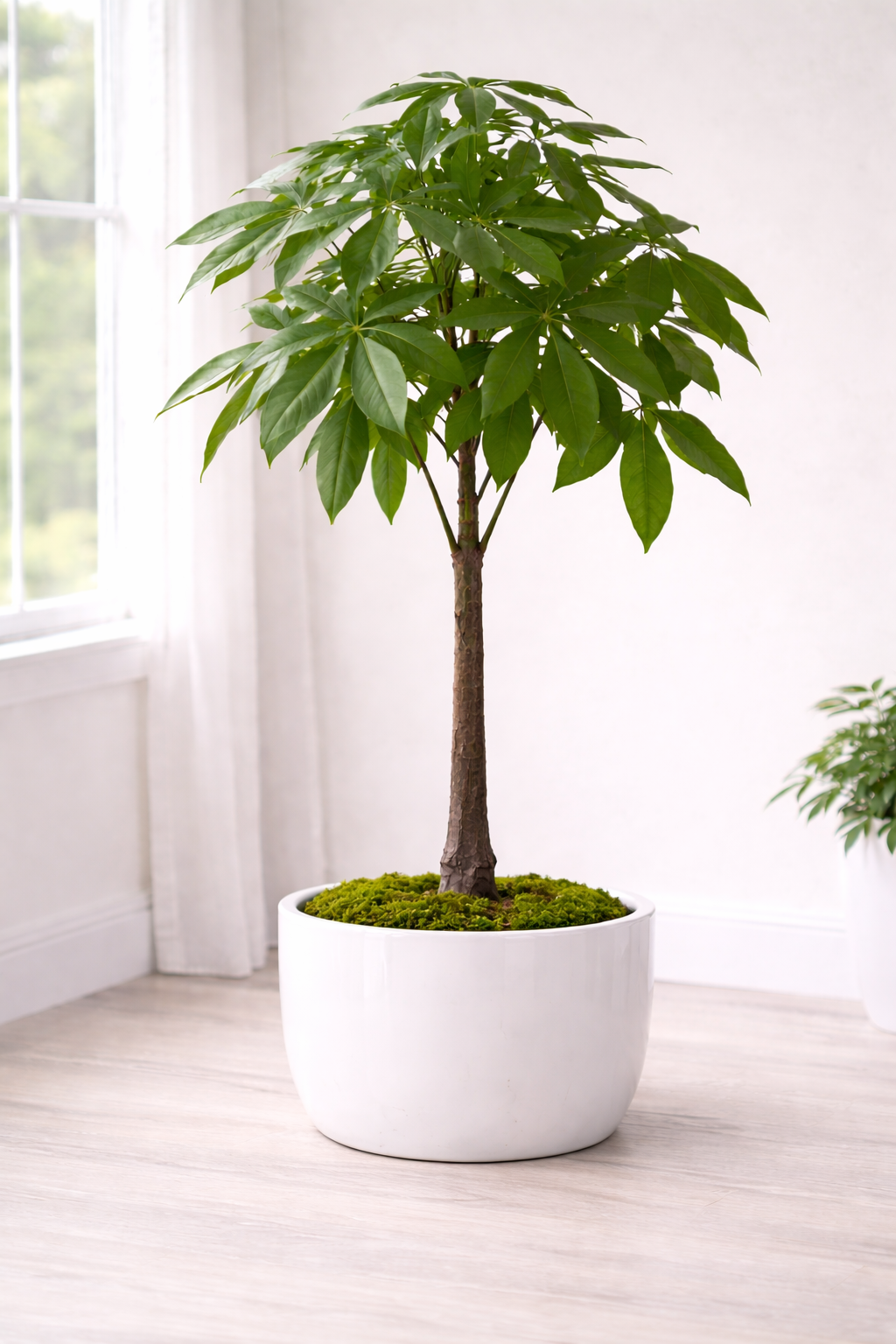Prosperity Money Tree