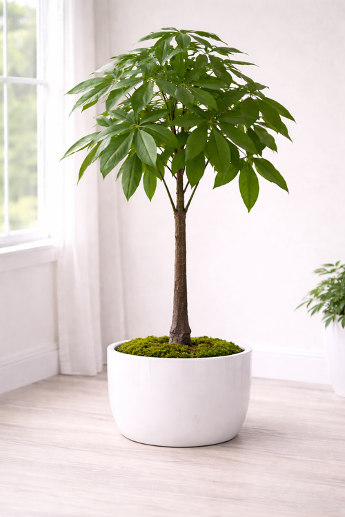 Prosperity Money Tree
