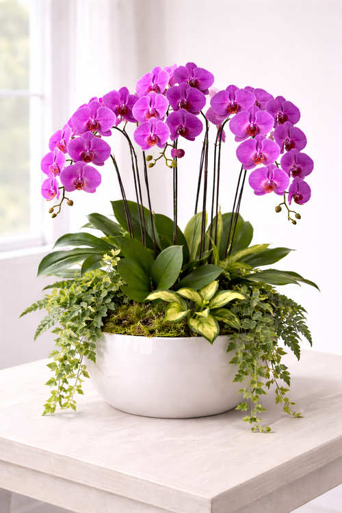 Royal Orchid Cascading
