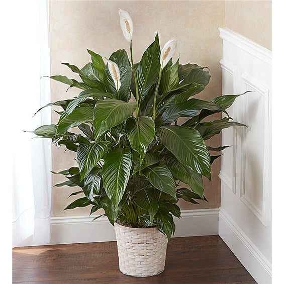 Spathiphyllum Plant