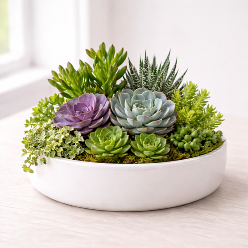 Succulent Serenity Garden