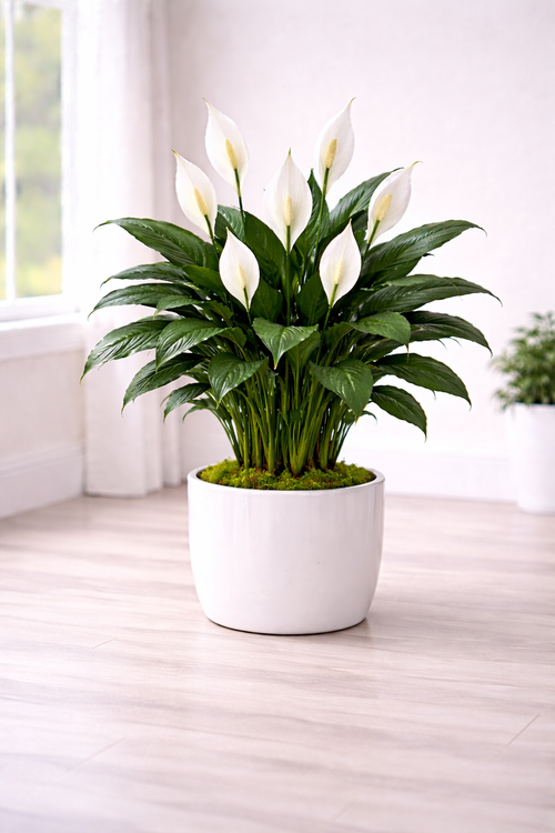 Serenity Peace Lily