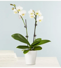 White Orcid 2Stems